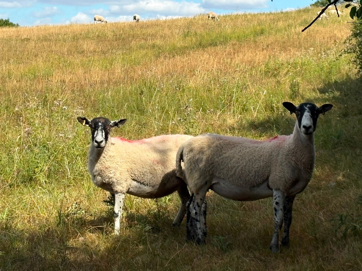 Two sheep standing in a field, with a blue sky overhead and other sheep in the distance. 